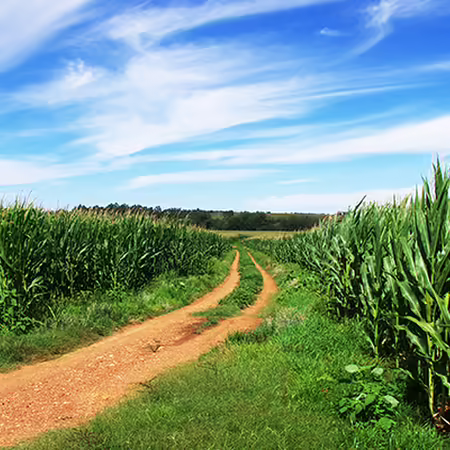corn field with blue sky and dirt road