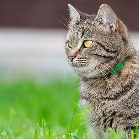 a grey cat sits in the grass outside