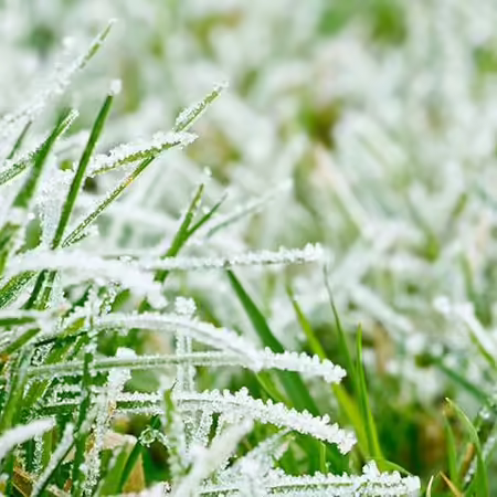 Frost on green grass