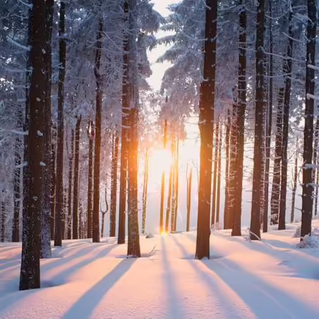 sunset shining through snowy forest