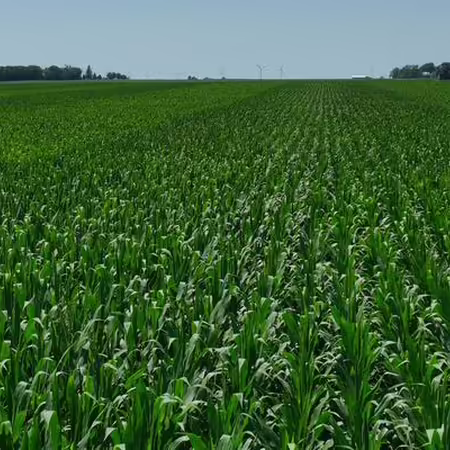 Rows of healthy corn extend all the way to the horizon with some mature trees visible on the border at the left and right.