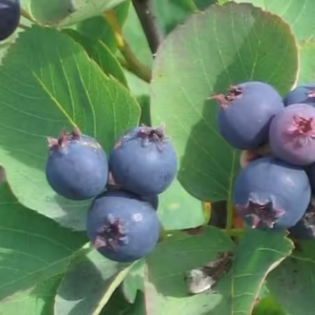 a bunch of light blue serviceberries on a bush ready to be picked