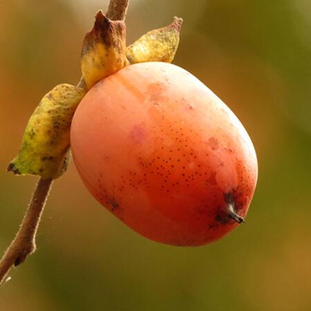 close-up of a persimmon