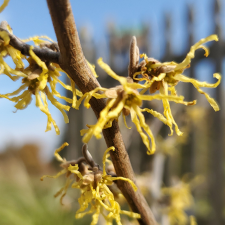 Blooms on American Witch Hazel