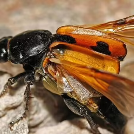 American burying beetle