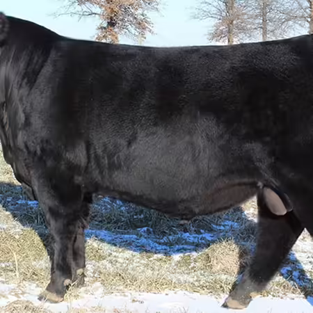Angus bull picture