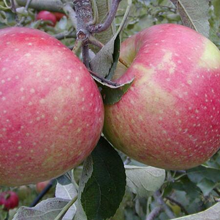 Jonagold De Coster apple