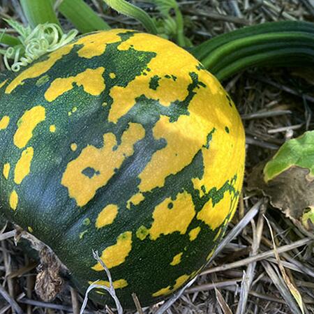 Pumpkin displaying virus symptoms. Photo credit: N. Johanning Illinois Extension 2023.