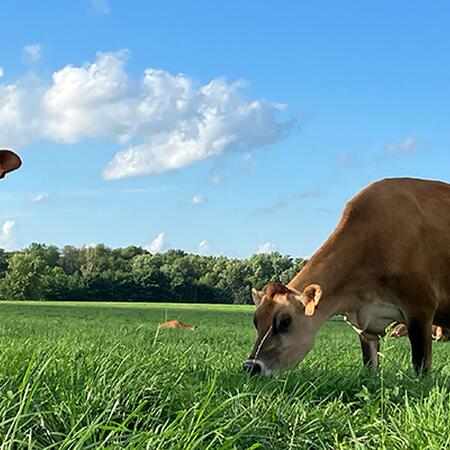 dairy cows on pasture