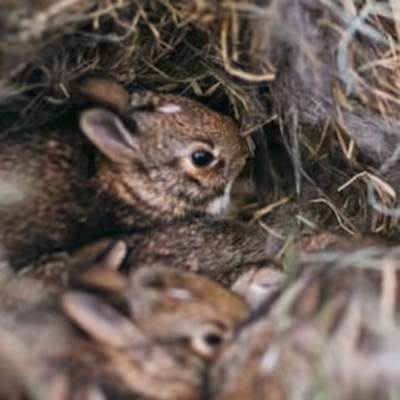 Cottontail rabbit babies in nest.