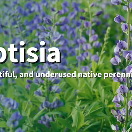 Baptisia: Bold, beautiful, and underused native perennials. Purple baptisia flowers and green foliage