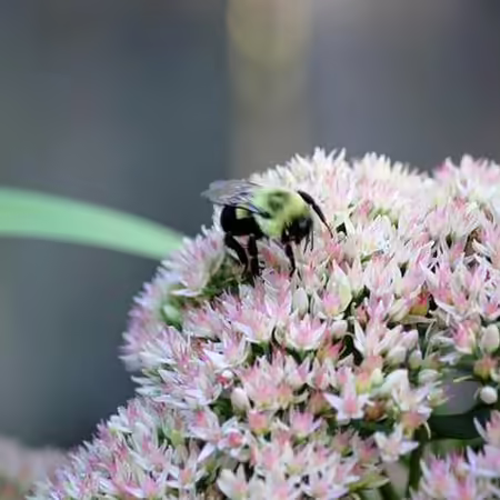 bee on sedum
