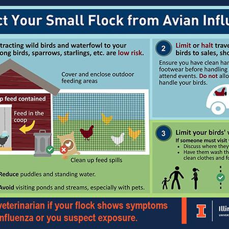 Protect Your Small Flock from Avian Flu