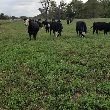 Cows grazing red clover regrowth in pasture