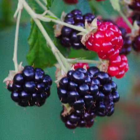 a cluster of ripened and ripening blackberries on the bush - the photo is called "Blackberries" by jared_smith and is licensed under CC BY-SA 2.0.