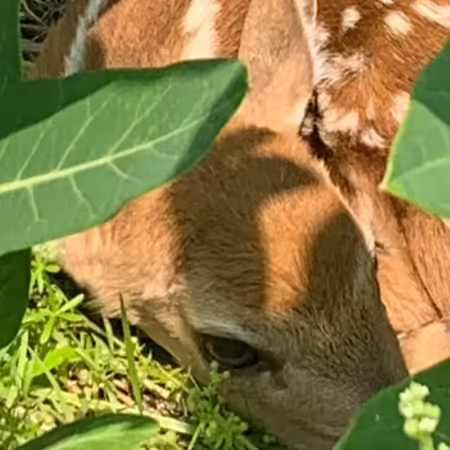 fawn in a weed patch.