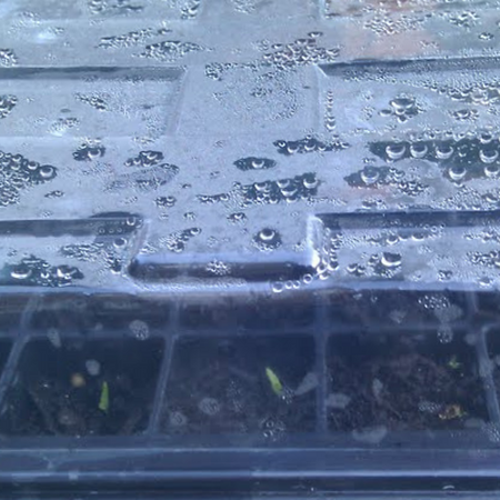 seedling under plastic lid. creative commons.