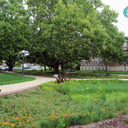 red oak rain garden