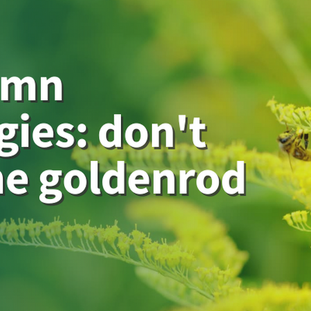Autumn allergies: don’t blame goldenrod bee on yellow goldenrod bloom