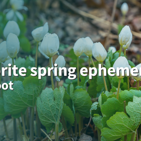 A favorite spring ephemeral: Bloodroot group of bloodroot plants on woodland floor single green leaves curled around stem of white blossom still cupped ready to open