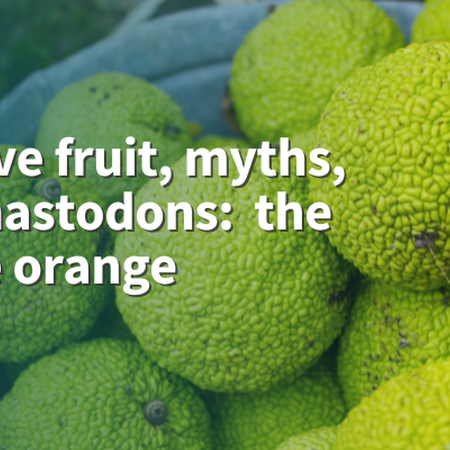 Massive fruit, myths, and mastodons: the Osage orange fruit of Osage orange in metal bucket