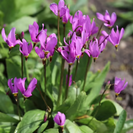 pink blooming shooting start with foliage in background