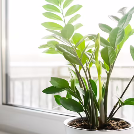 ZZ plant in white pot in front of a picture window winter scene outdoors