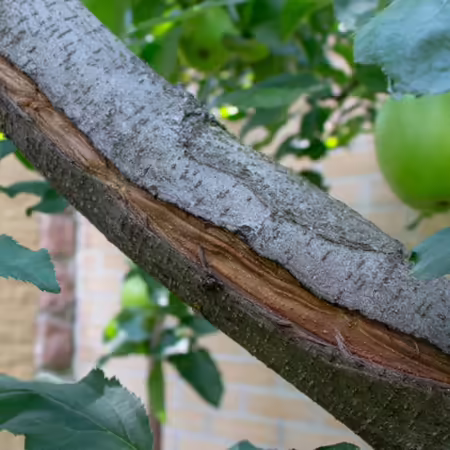 Frost crack on apple tree branch