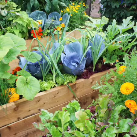 wooden raised garden beds planted with a variety of vegetables including gourds, cabbage, tomato, calendula and leaf lettuce