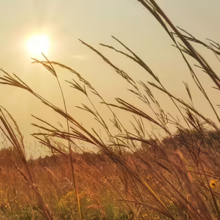 Big bluestem seed heads against a clear sky with sun hazy in the background