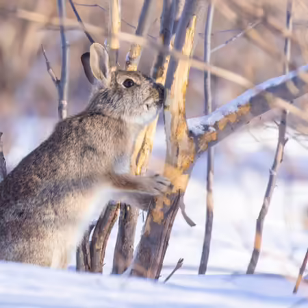 rabbit feeding on trunk of shrub sitting on snow covered ground