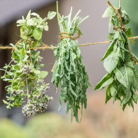 five groups of herbs hanging from a string of twine to dry