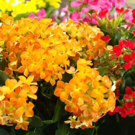 group of kalanchoe blooms in orange, pink, and red