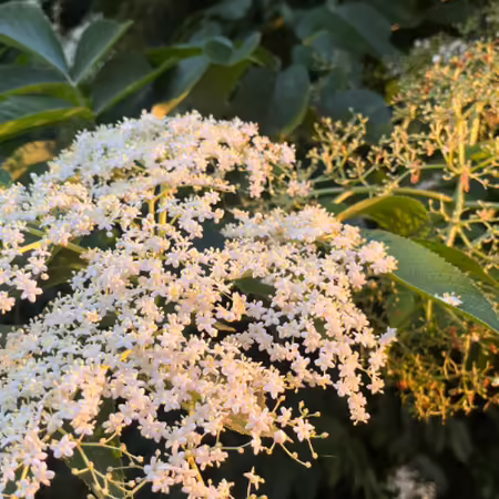 white flowers of elderberry cluster in an umbel spent flower head is in the background