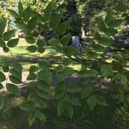 large bipinnately compound leaf