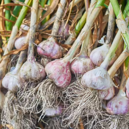 a freshly harvested pile of garlic bulbs with roots and stems intact