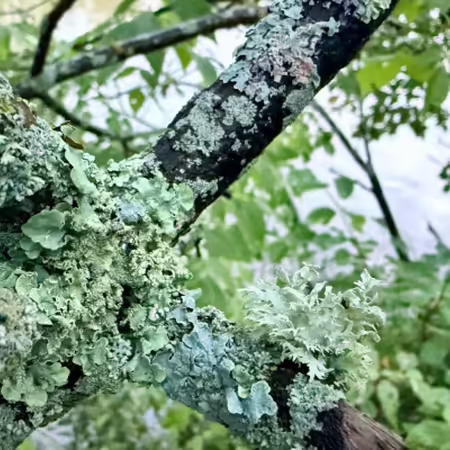 different species of lichen on tree branch many shades of green