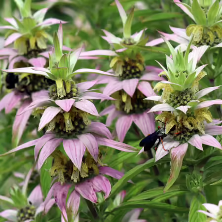 Cluster of Spotted bee balm blooms with pink bracts
