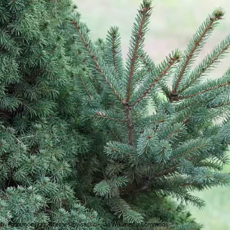 Foliage of a Dwarf Alberta Spruce (Picea glauca var. albertiana 'Conica'), with a branch showing reversion to the normal Alberta White Spruce growth habit (larger leaves and longer internodes). 