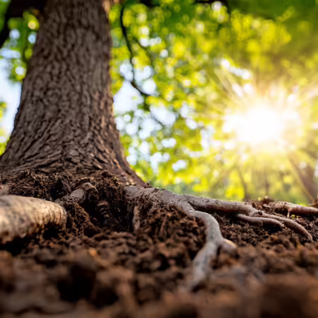 tree roots on the surface of the soil around the trunk of a tree green canopy with sunshine in background