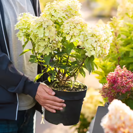 A person holding a hydrangea in a pot at a checkout counter at the store