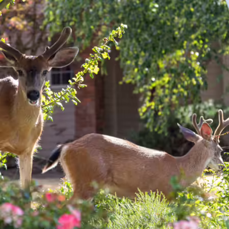 Two male deer with antlers standing in a landscaping bed of plants