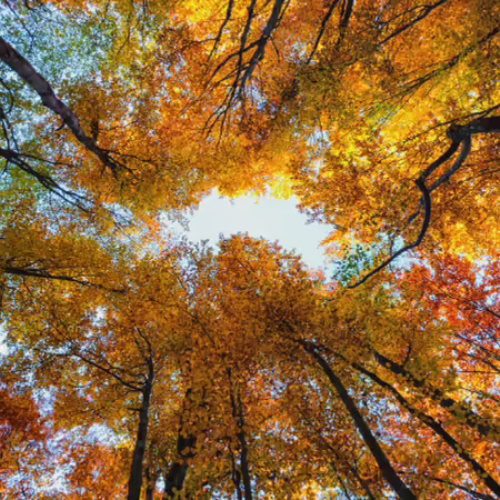 Look at the sky through an autumn forest