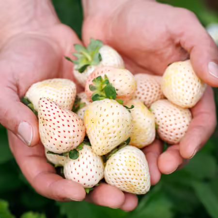 two hands gathered holding a bunch of white strawberries also known as pineberries