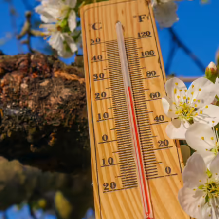 a thermometer resting against an apple branch with blossoms
