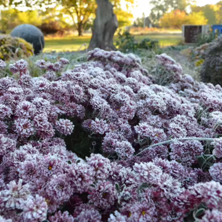 A purple garden mum in the foreground with frost on the flowers in the early morning sun