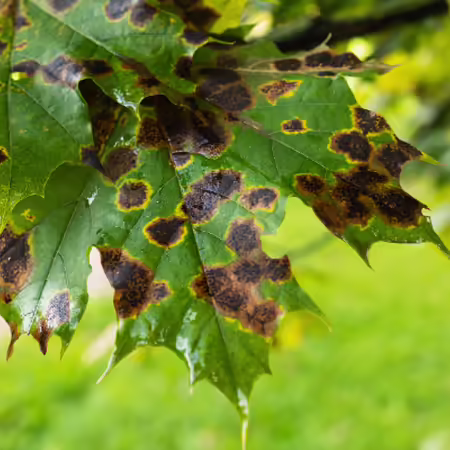 A fungal leaf disease on maple leaves in the form of dark spots caused by the pathogen Rhytisma acerinum, tar spot