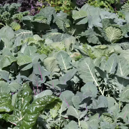 a garden bed of leafy greens