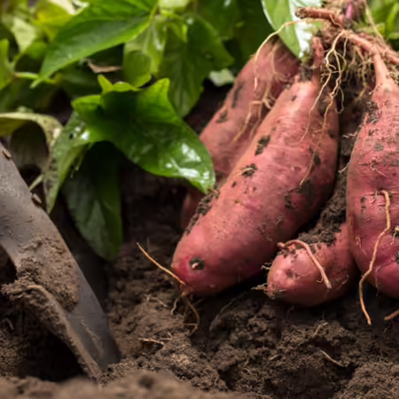 a digging spade in the ground next to a cluster of freshly harvested sweet potatoes