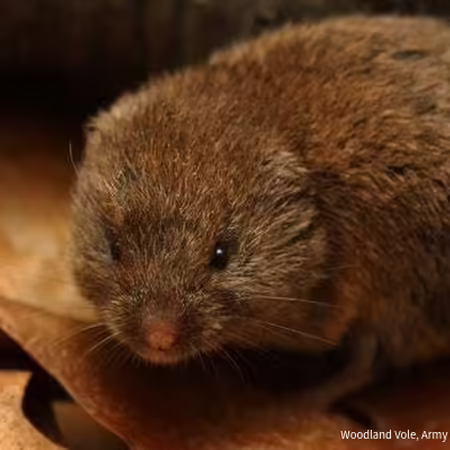 A woodland vole staring at the camera lens giving its best blue steel